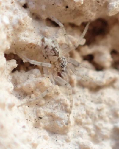 Réf. 315 585 : Oecobius sp.